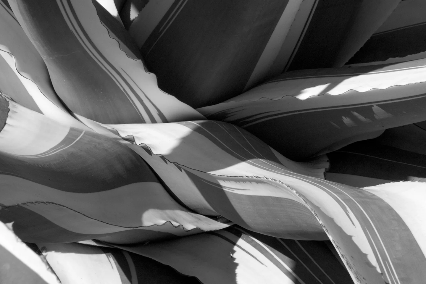 Agave