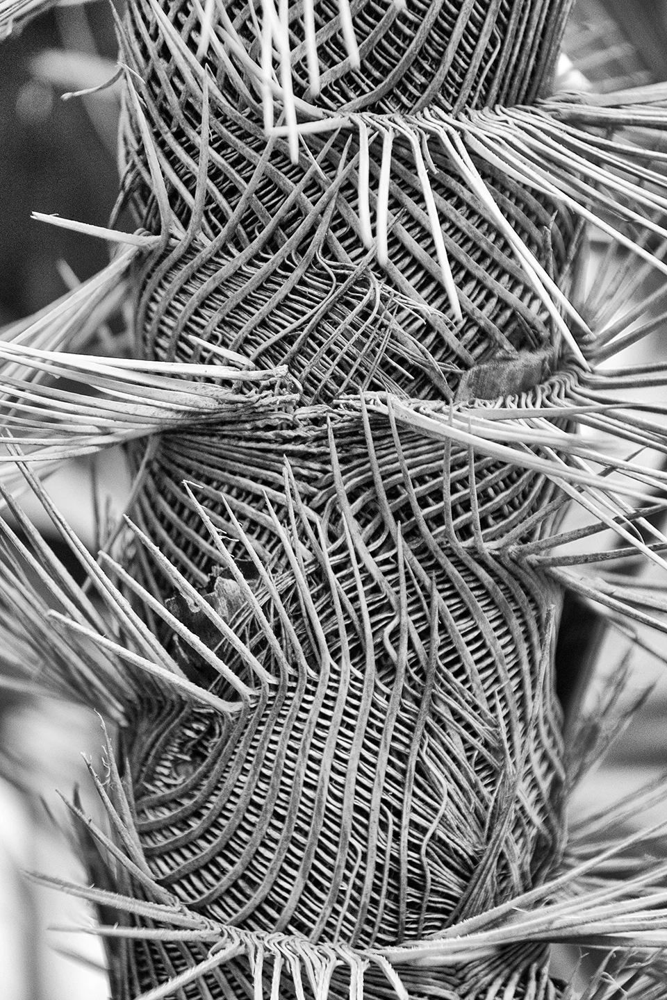 Basketweave Palm