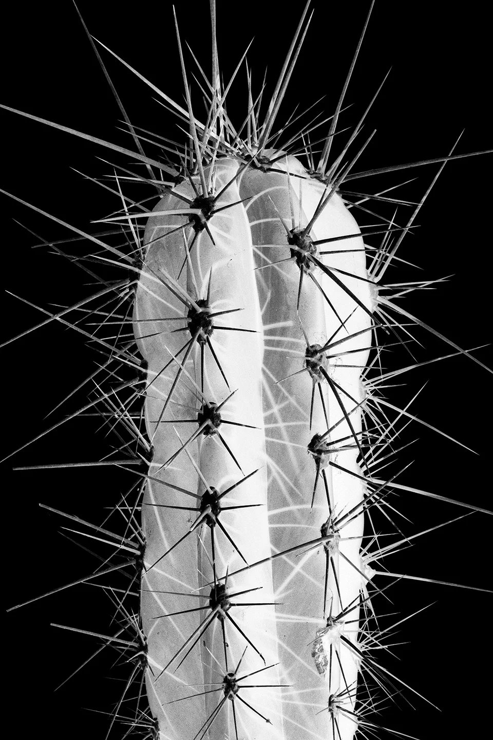 Cactus Inverse