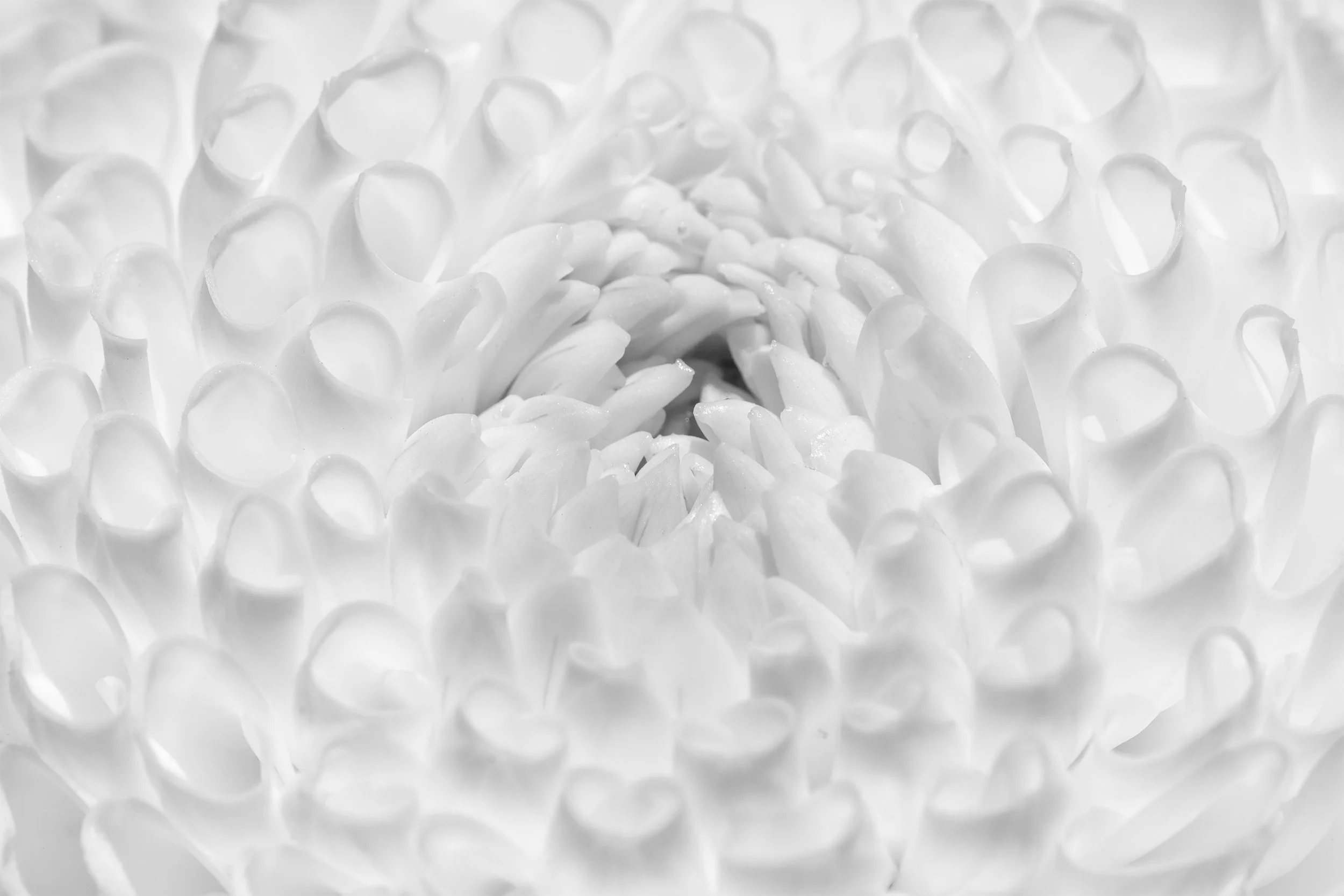 Dahlia