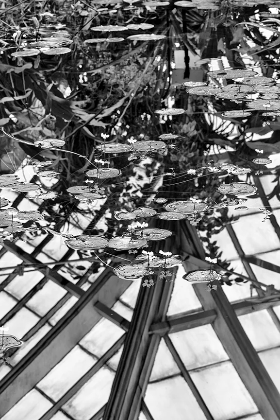 Lily Pond #2