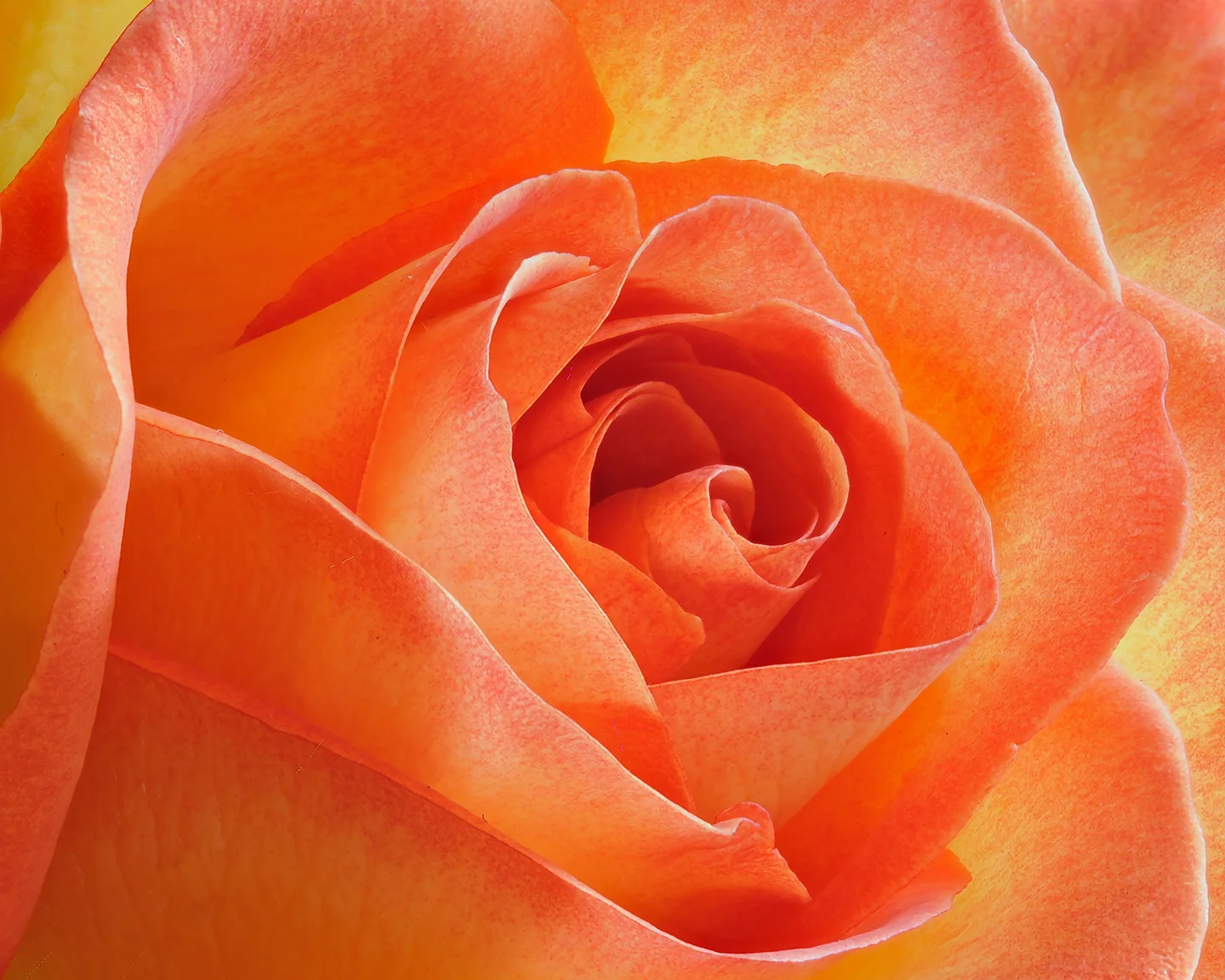 Flame Rose