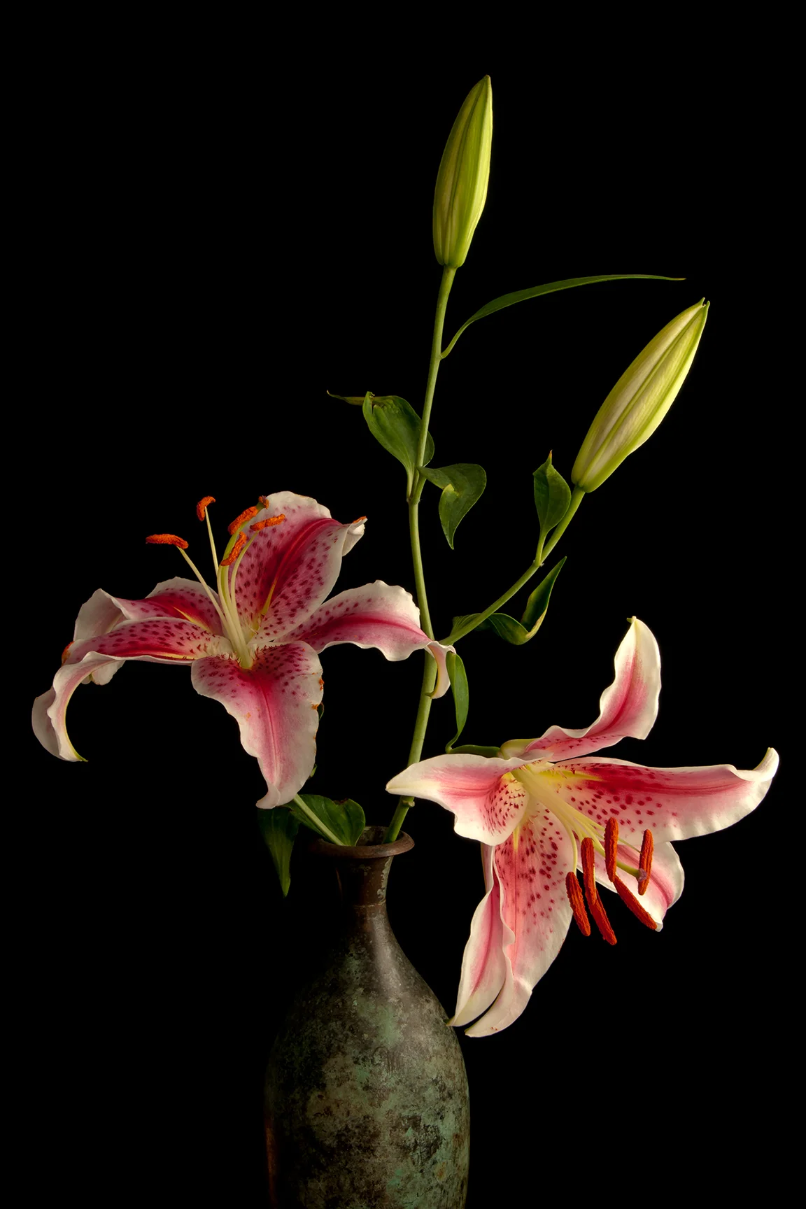 Lilies