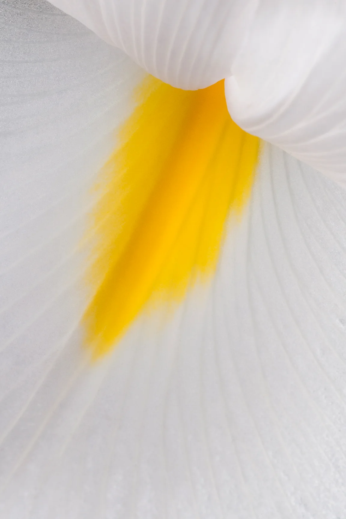 Yellow Streak