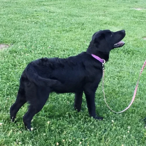 private puppy trainer
