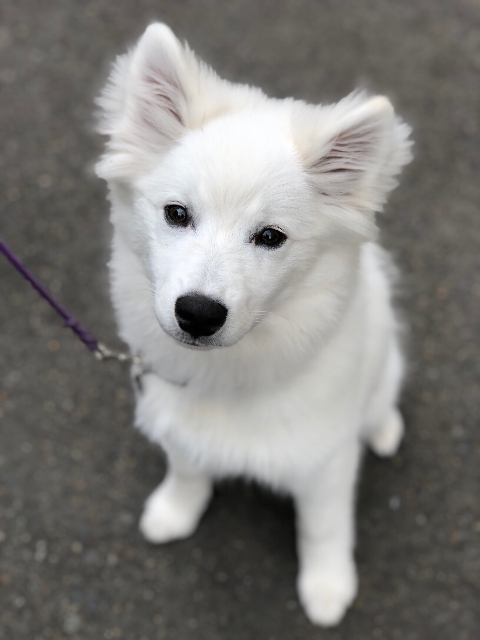 STAR Puppy, CGC Canine Good Citizen Prep and Test, Therapy Dog evaluations in Redmond, Bellevue, Sammamish, Kirkland, Medina and Issaquah, WA