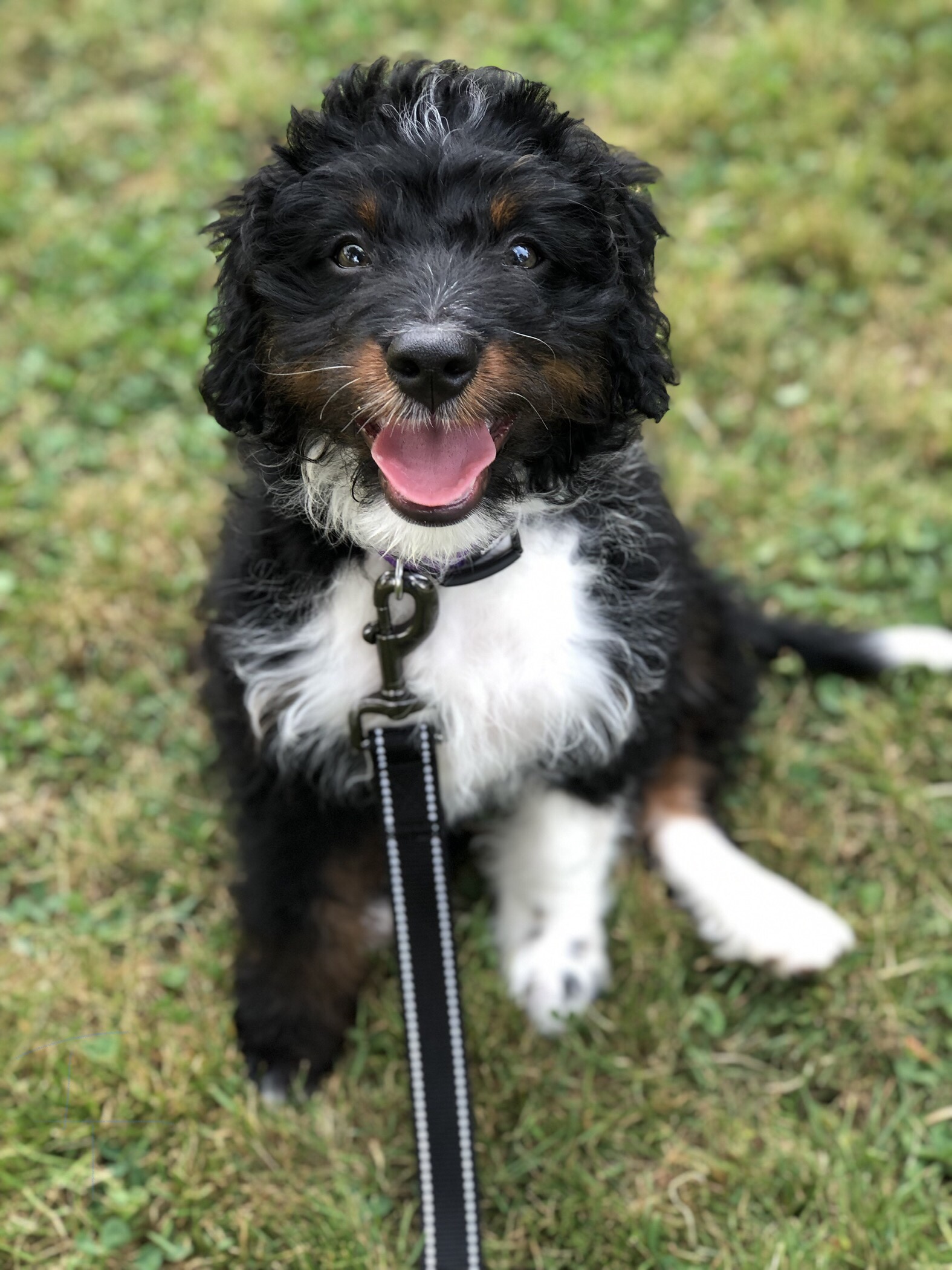 Fearful dog, therapy dog training, and CGC classes in Redmond, Bellevue, Sammamish, Kirkland, Medina and Issaquah, WA.