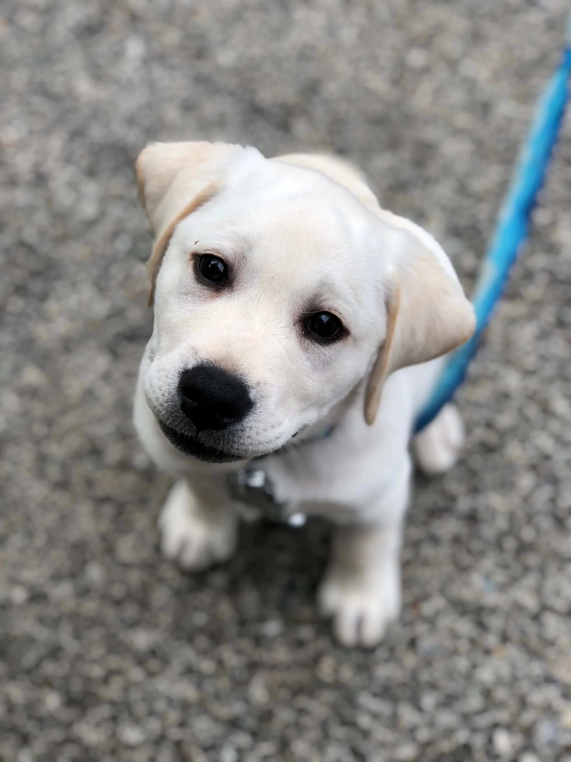 Best dog trainer/training for fearful dogs, reducing fear, building confidence, rescue dogs, shelter dogs, in Redmond, Bellevue, Sammamish, Kirkland, Medina and Issaquah, WA.