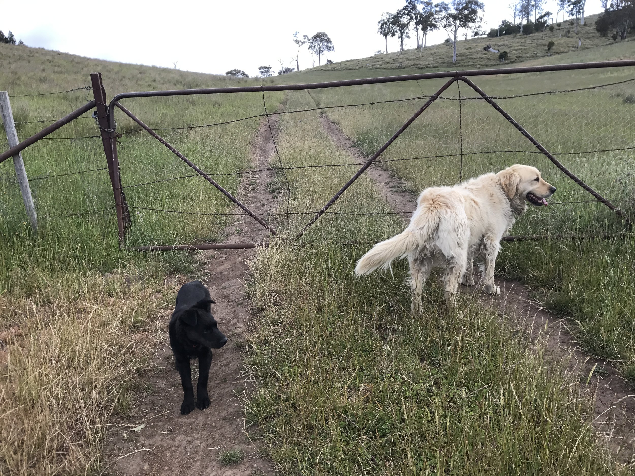28 Gates - dogs