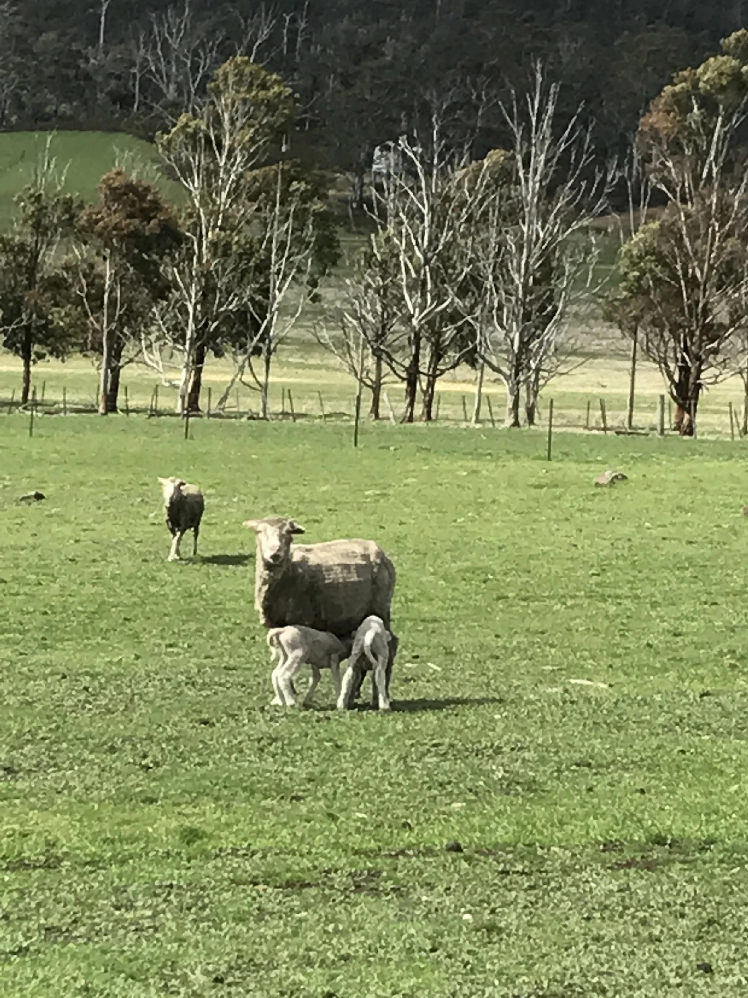 Ewes with their very cute lambs...they are very protective of them too.