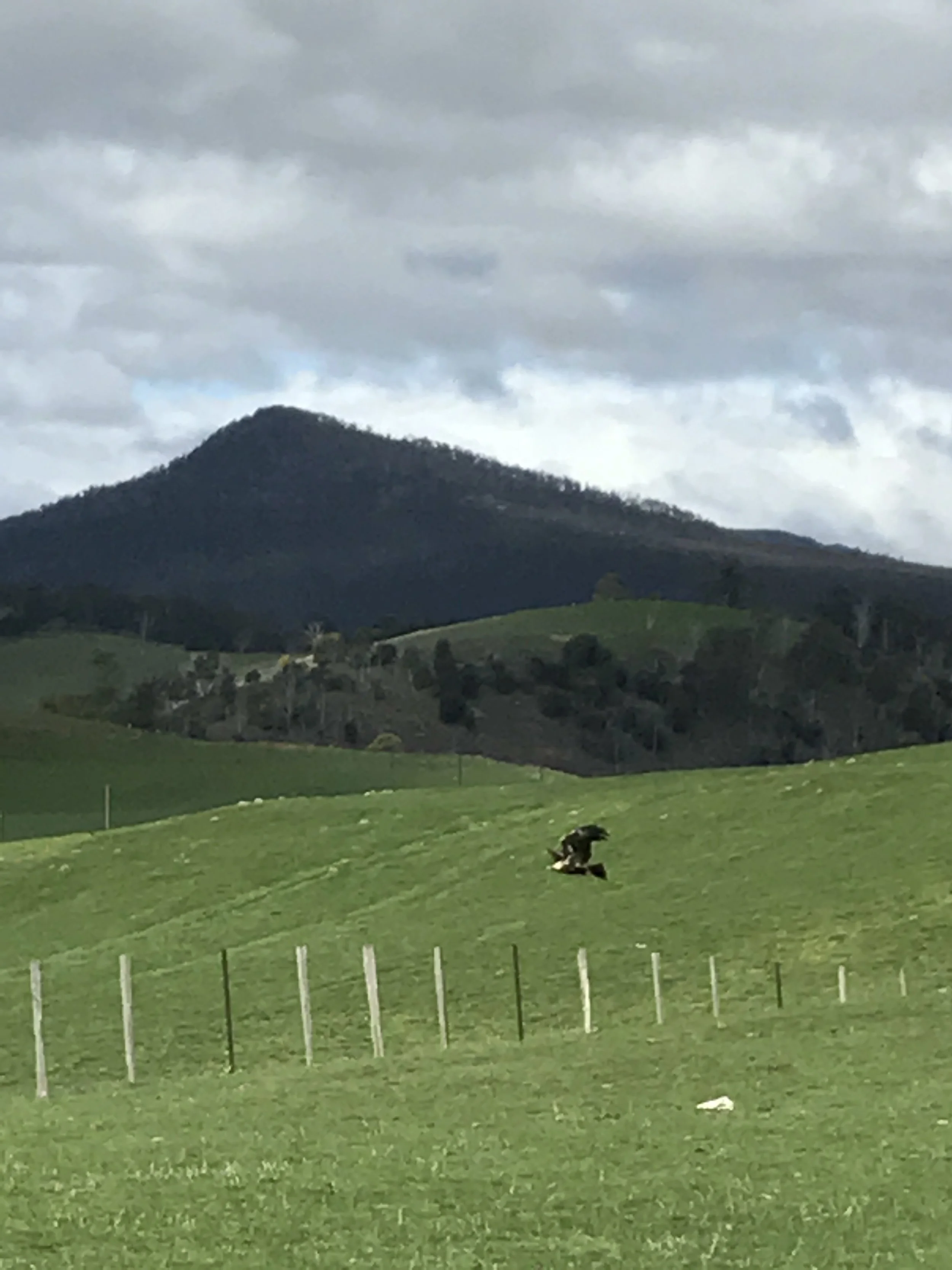 A wedge-tailed Eagle flying off...sorry its not really clear. We have a few of these amazing birds around...their wing span and size is incredible and worth watching out to see.