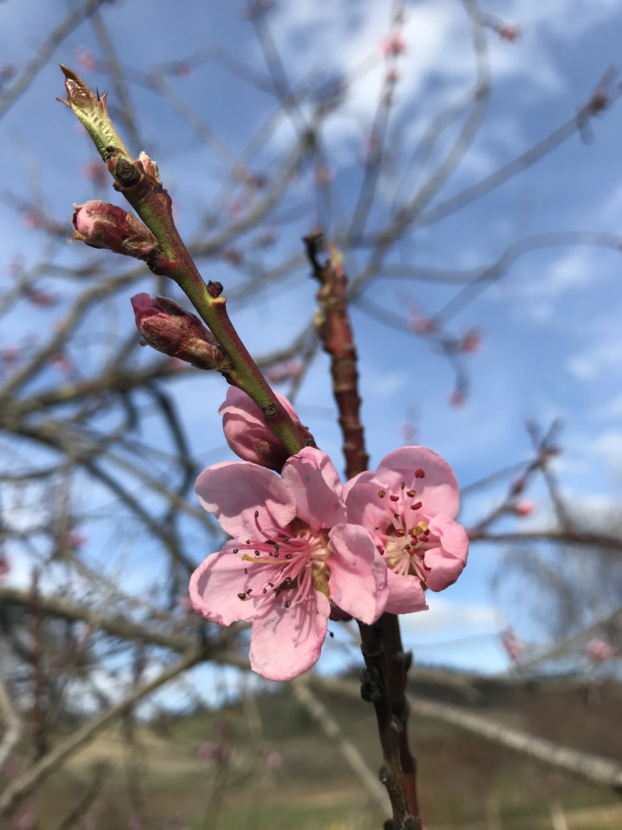 Pretty pink blossom always puts a smile on my face!