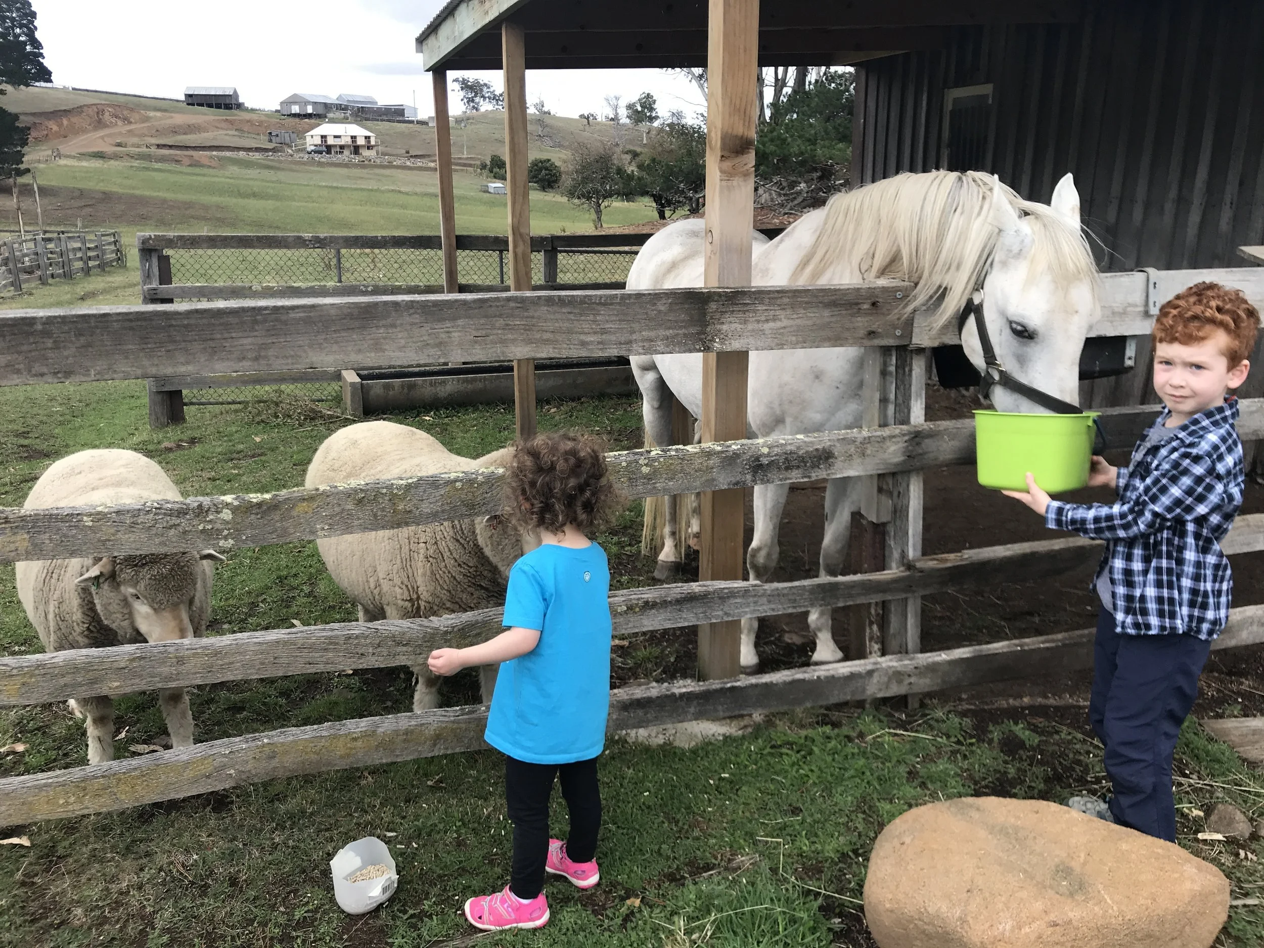 They all love attention from guests