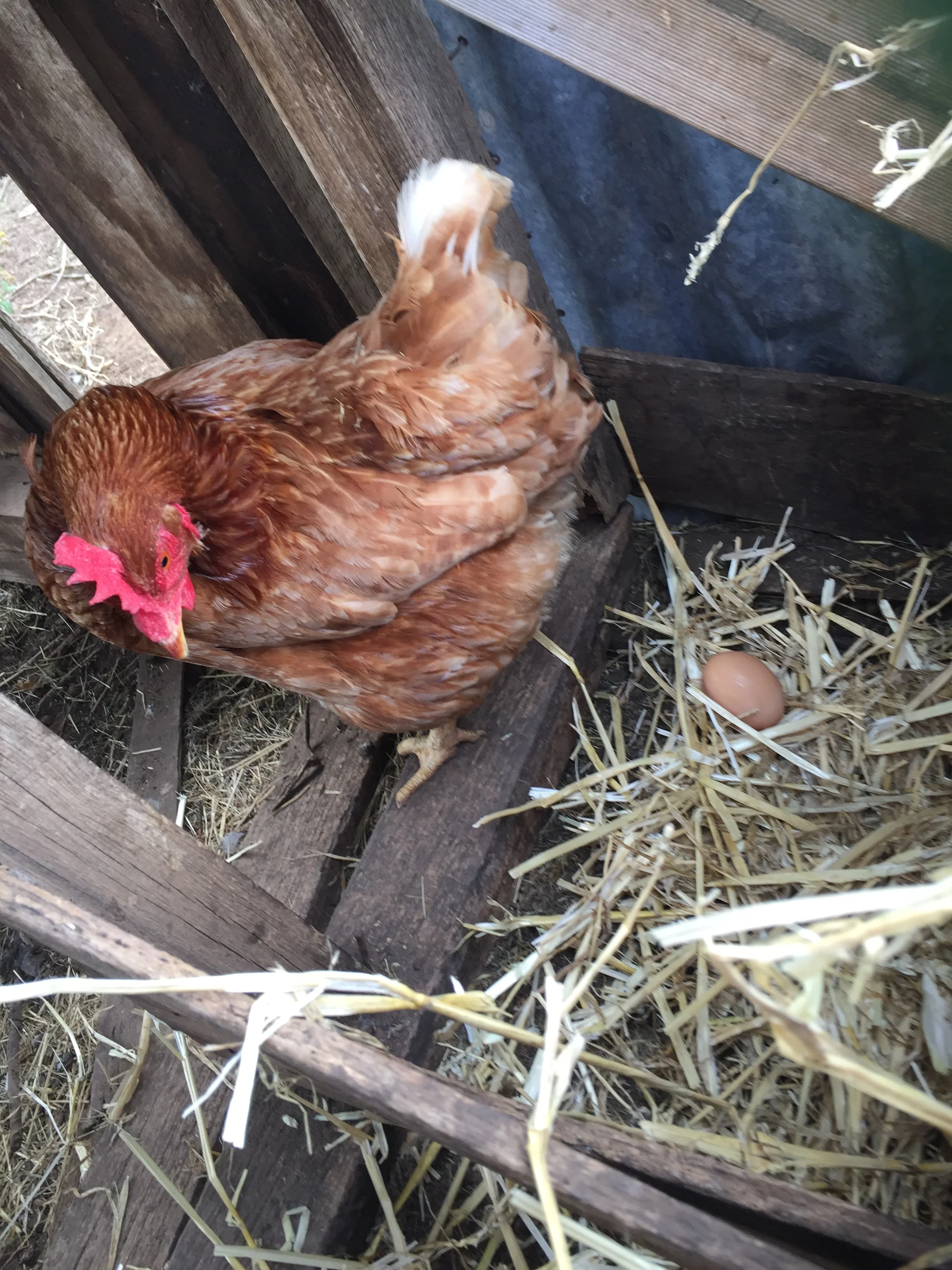 Fresh eggs for you
