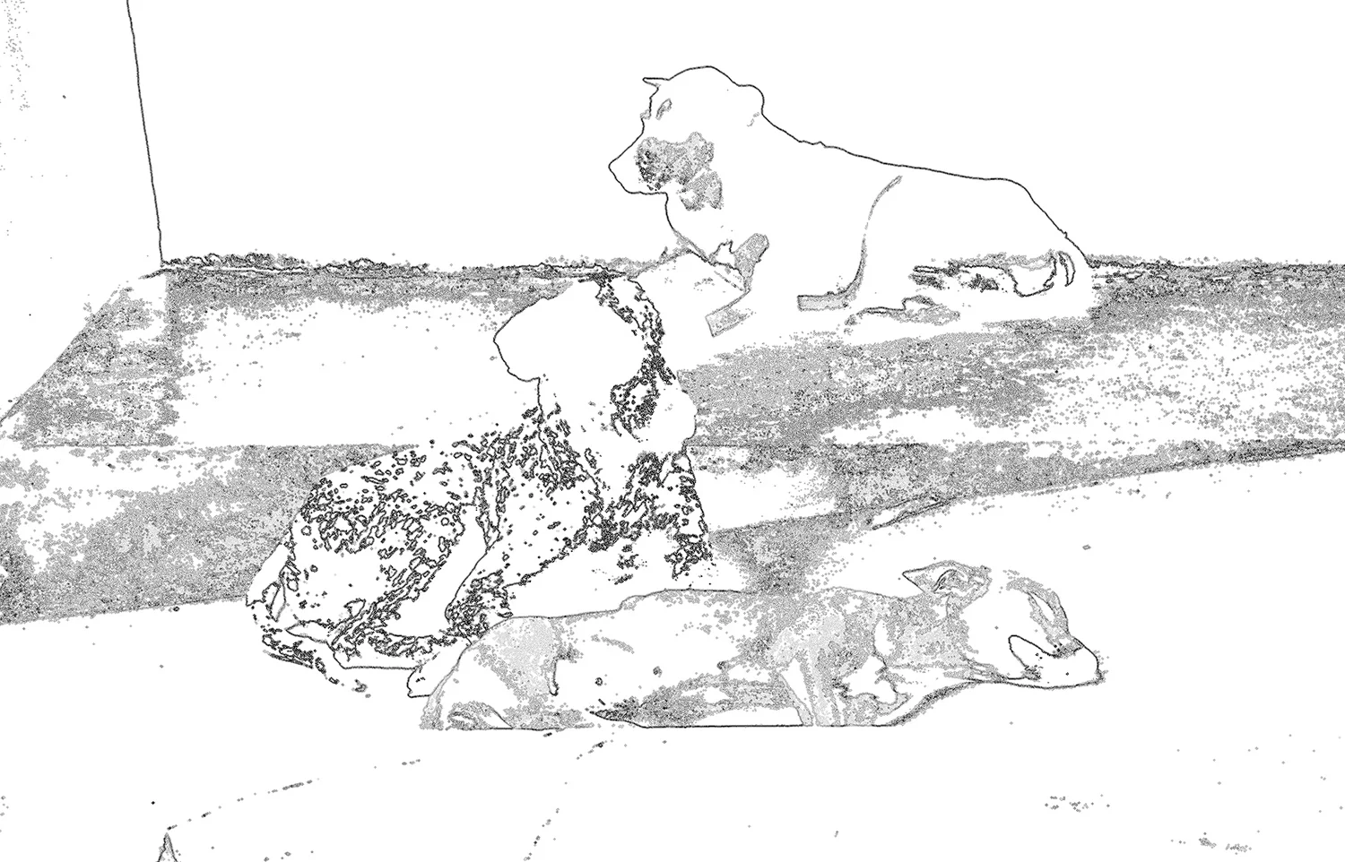 cubavinalesdogsline.jpg