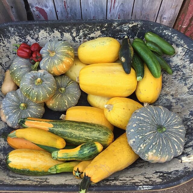 #curcubits for days💚 and a few #capsicum 😋@woodstonefarm 
Some of the #zucchini and #spaghettisquash are past their prime and will be used for seeds. Most of this was self sown!