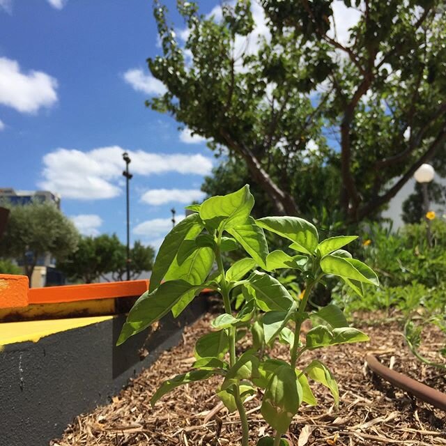 #Blessed to be working up at the #UrbanOrchard and #UrbanWetland today... as a caretaker💚

To me, gardening is an act of thanksgiving, if done with intent. An act of reciprocity for our beautiful Mother Earth who nourishes and guides us. She loves u