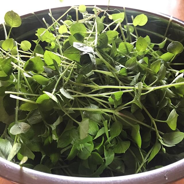 Making a little #chickweed #FPJ this morning. 
Fermented Plant Juice is a way of extracting #plant #food directly from an edible plant -like chickweed- by mixing in sugar 1:1 by weight. The result is a syrup that is full of plant nutrients and hormon