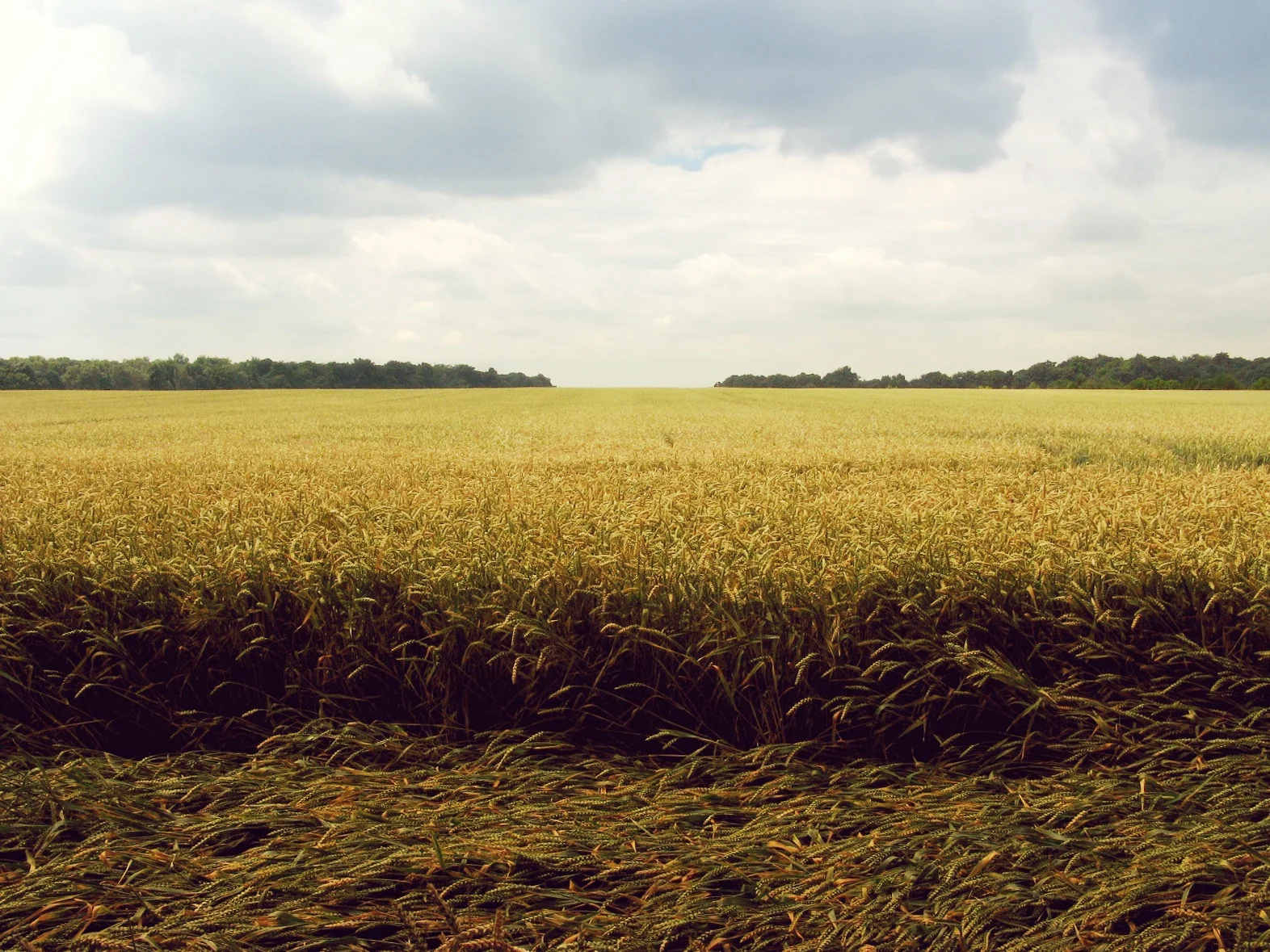 fields and sky.jpg