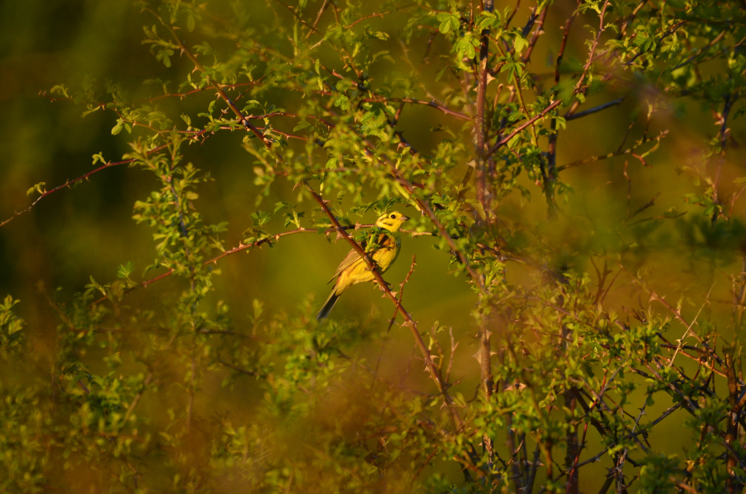 Yellowhammer ( Emberiza citrinella )