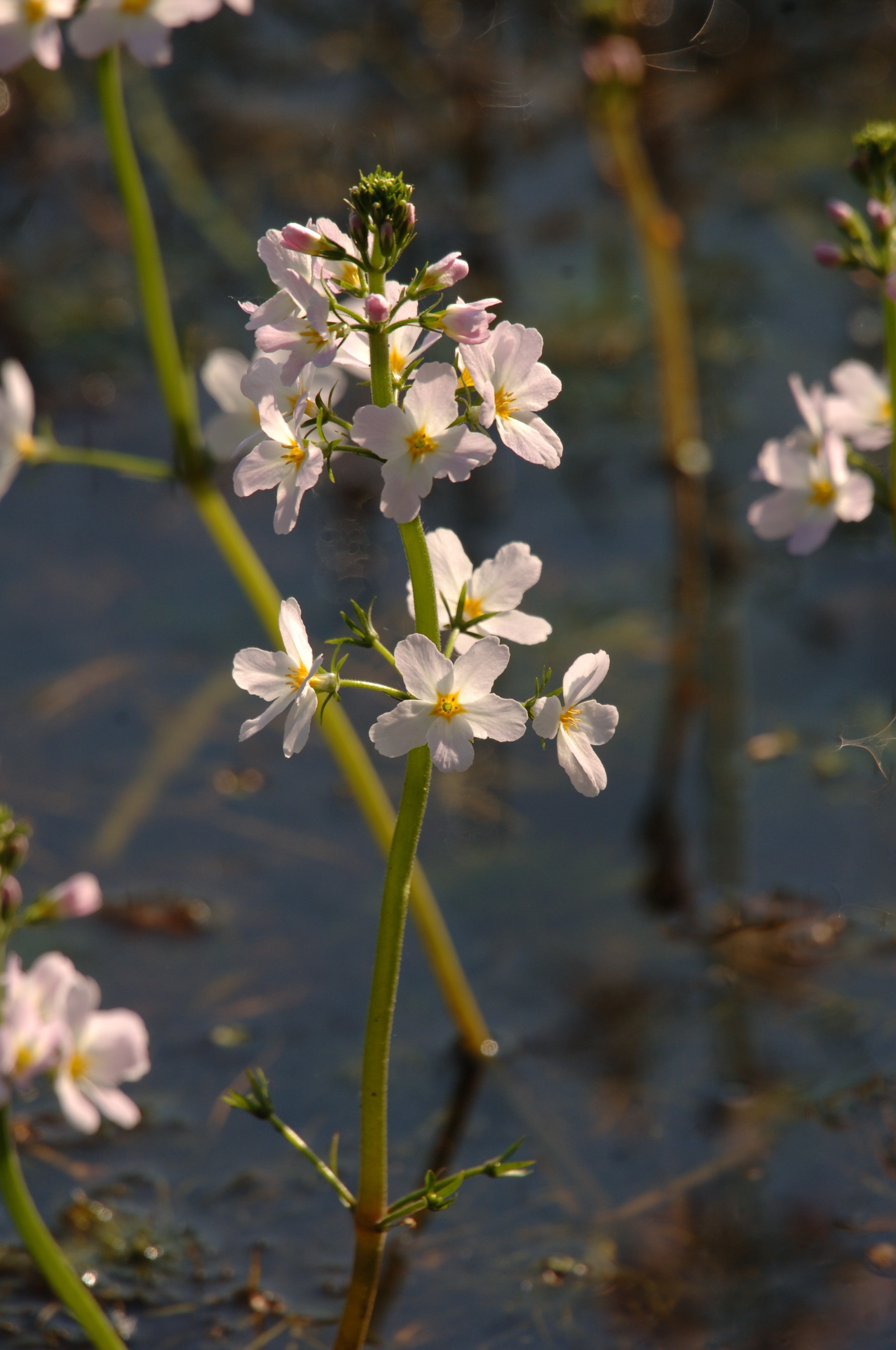 The rare water violet ( Hottonia palustris ) is now spreading around Knepp