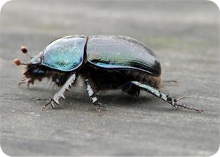 Violet Dor beetle ( Geotrupes mutator)
