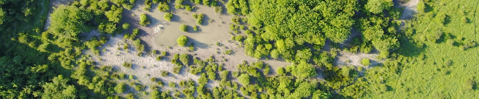 Shallow scrapes are part of the restoration process