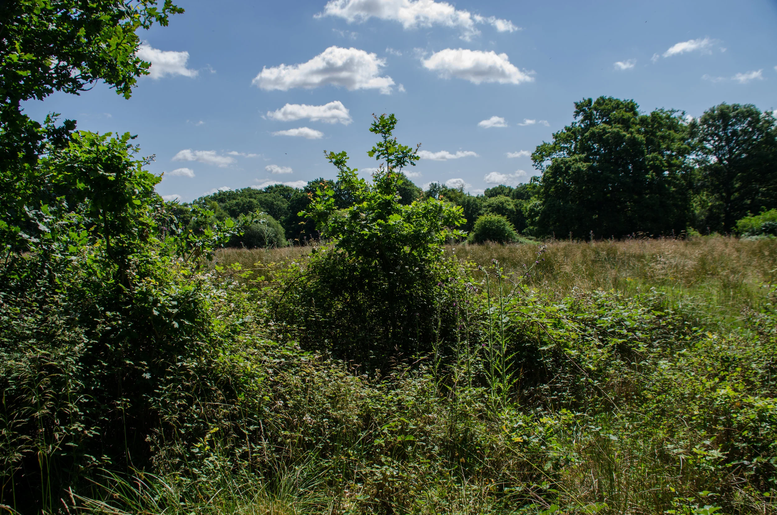 "The thorn is the mother of the oak" - old saying from the New Forest