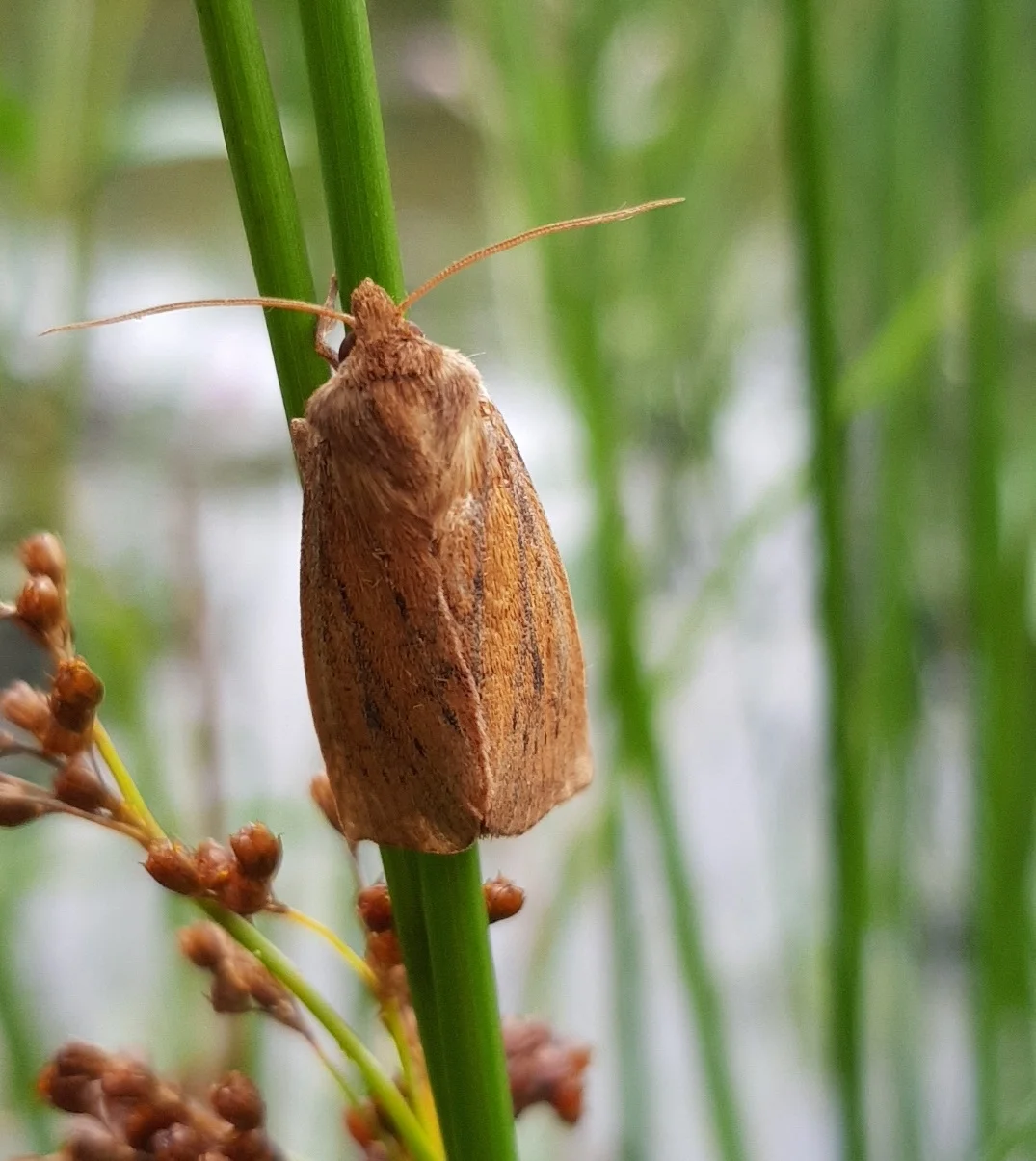 Rush Wainscot 1.jpg