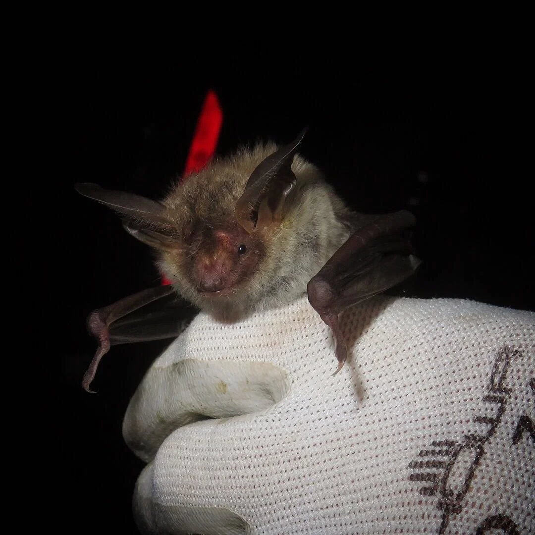 Bechstein's Bat at Knepp - photo by Ryan Greaves