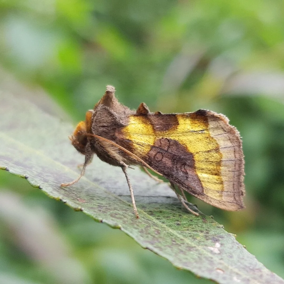 The exquisitally iridescent Burnished Brass 