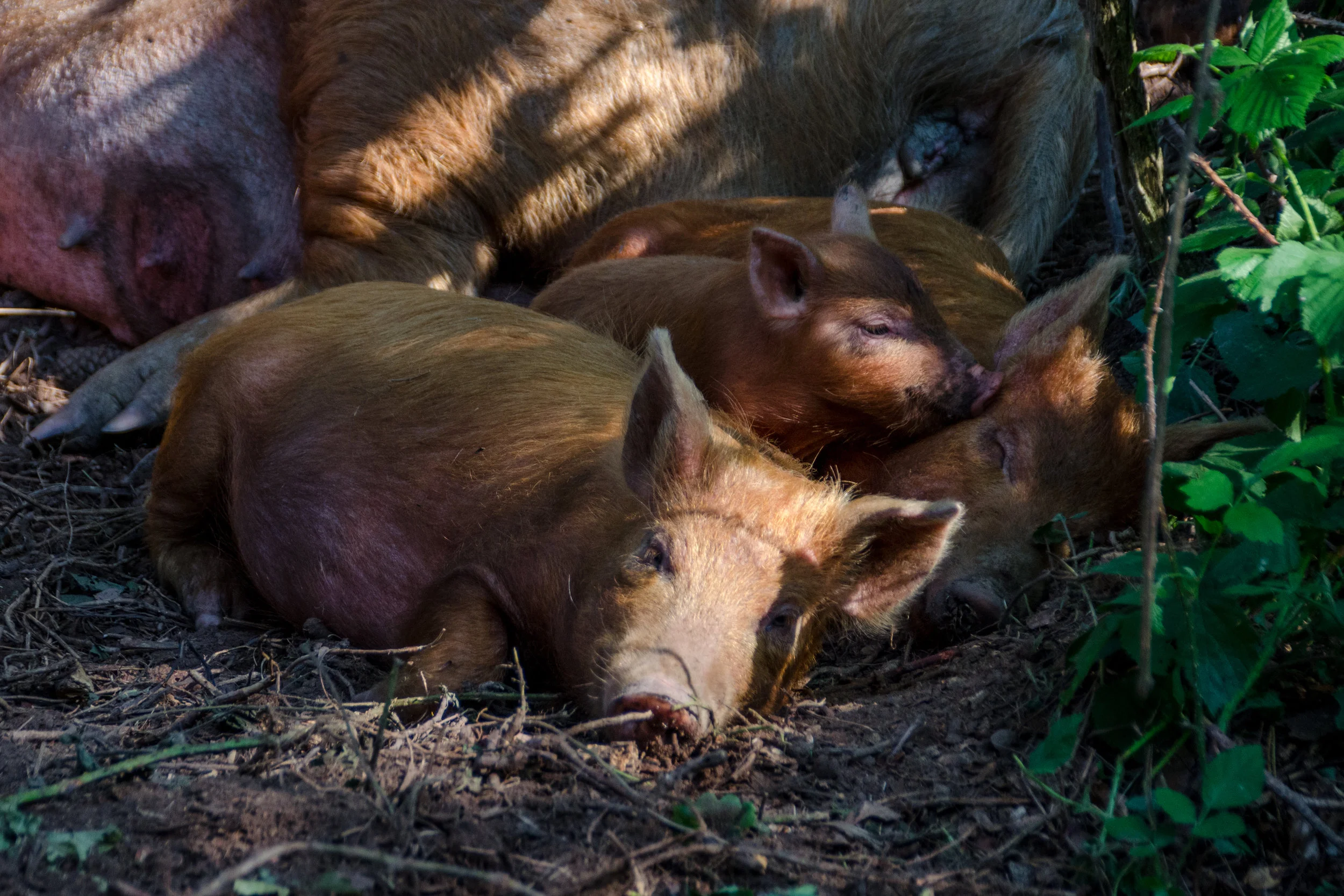 Free roaming Tamworth Pigs Knepp Wildland2.jpg