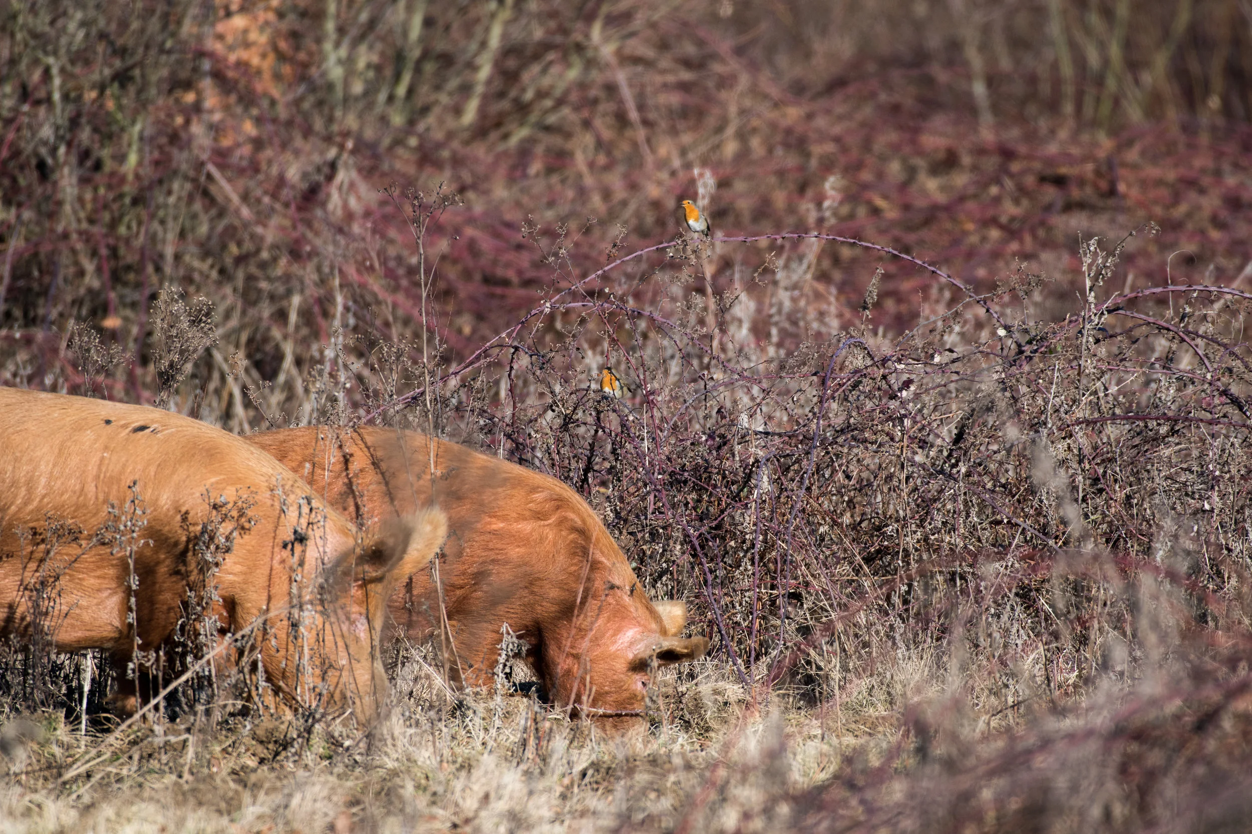 Pigs and Robins Southern Block Knepp WEildland3.jpg