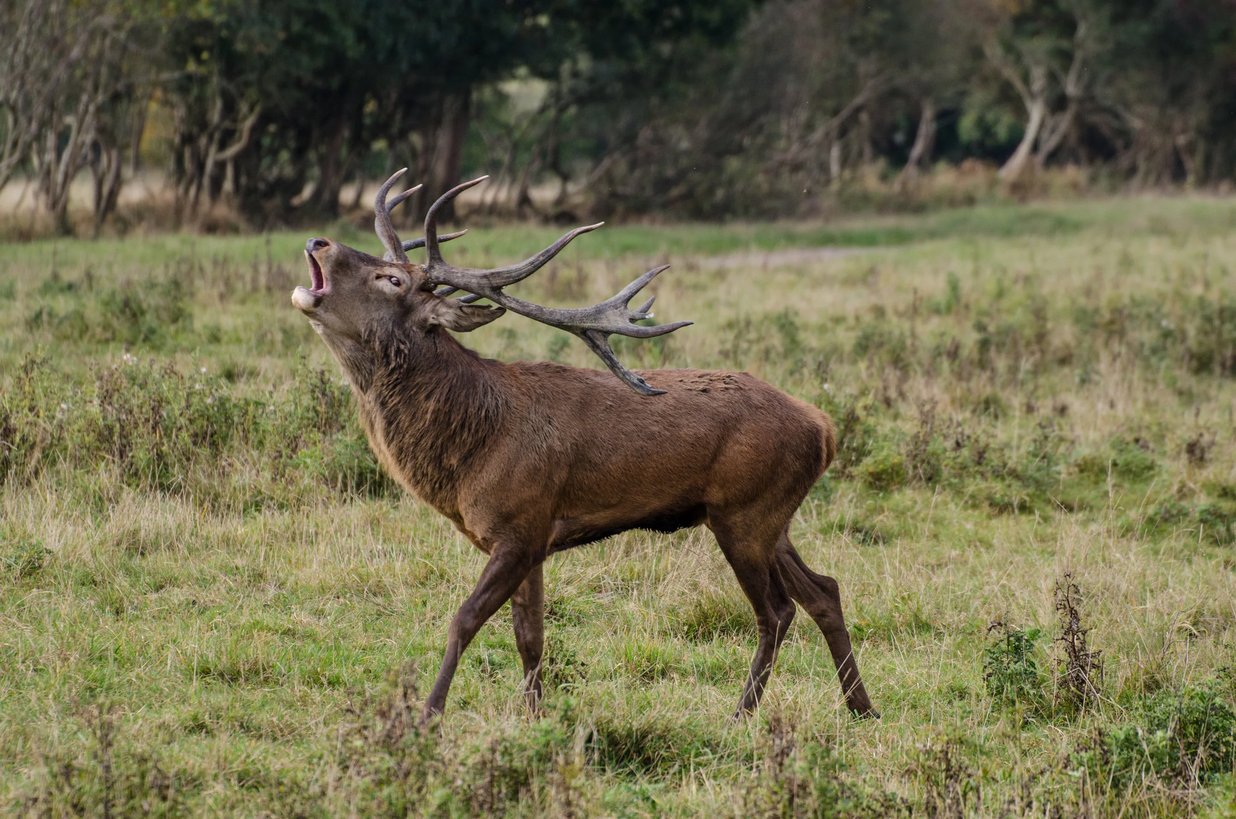 Red Deer Stag in the Rut Middle block Knepp Wildland2.jpg