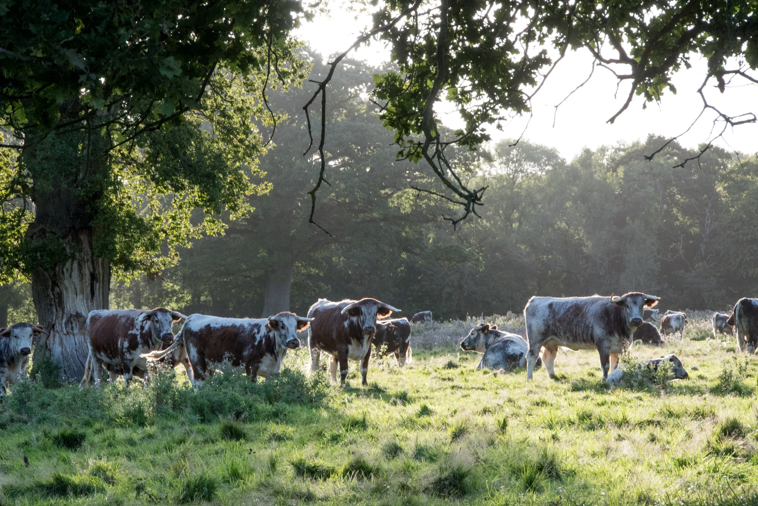 Longhorn Cattle in Knepp Repton Park landscape6.jpg