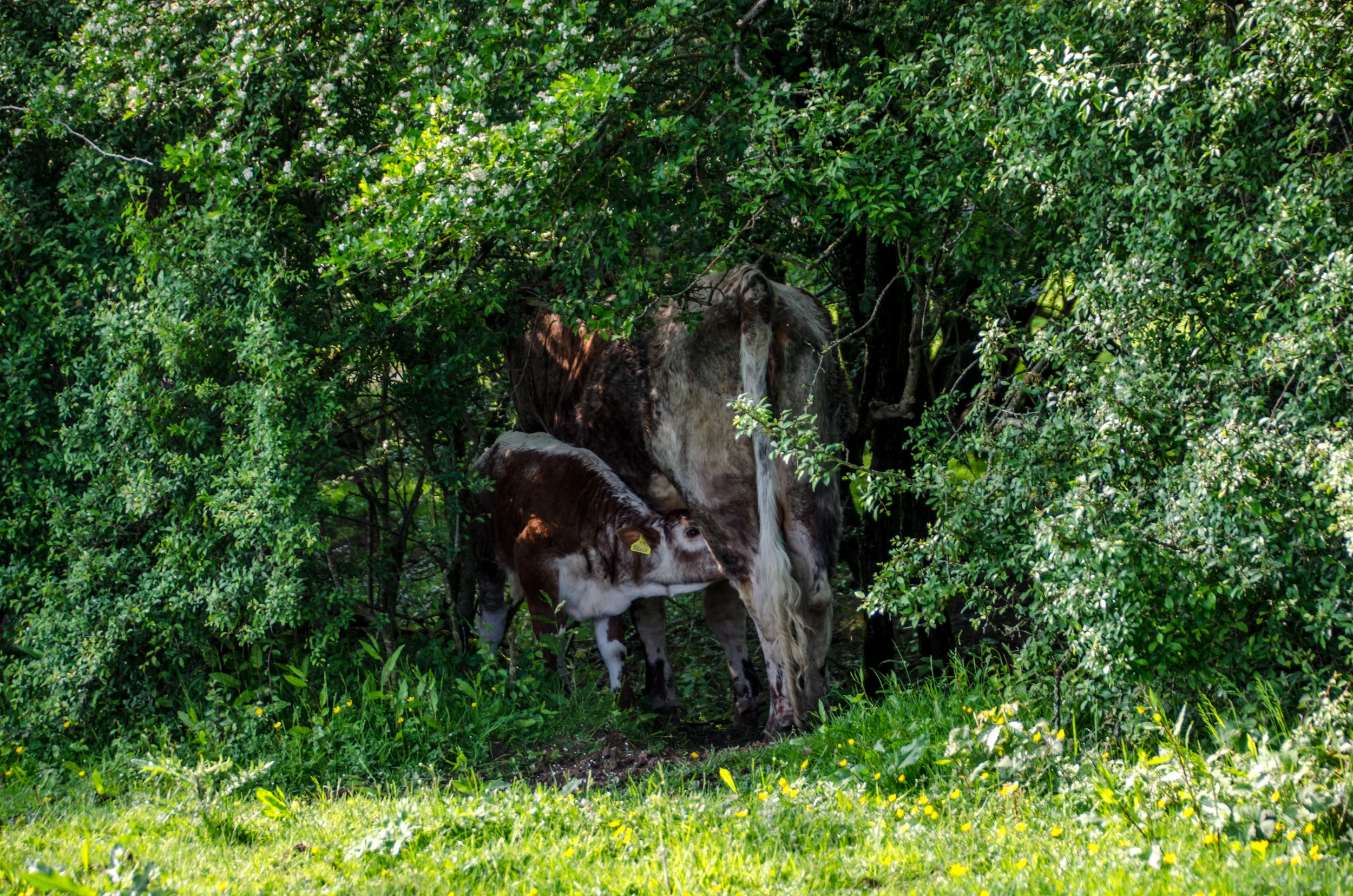 Longhorn Cow and Calf in a hedge Knepp Wildland.jpg