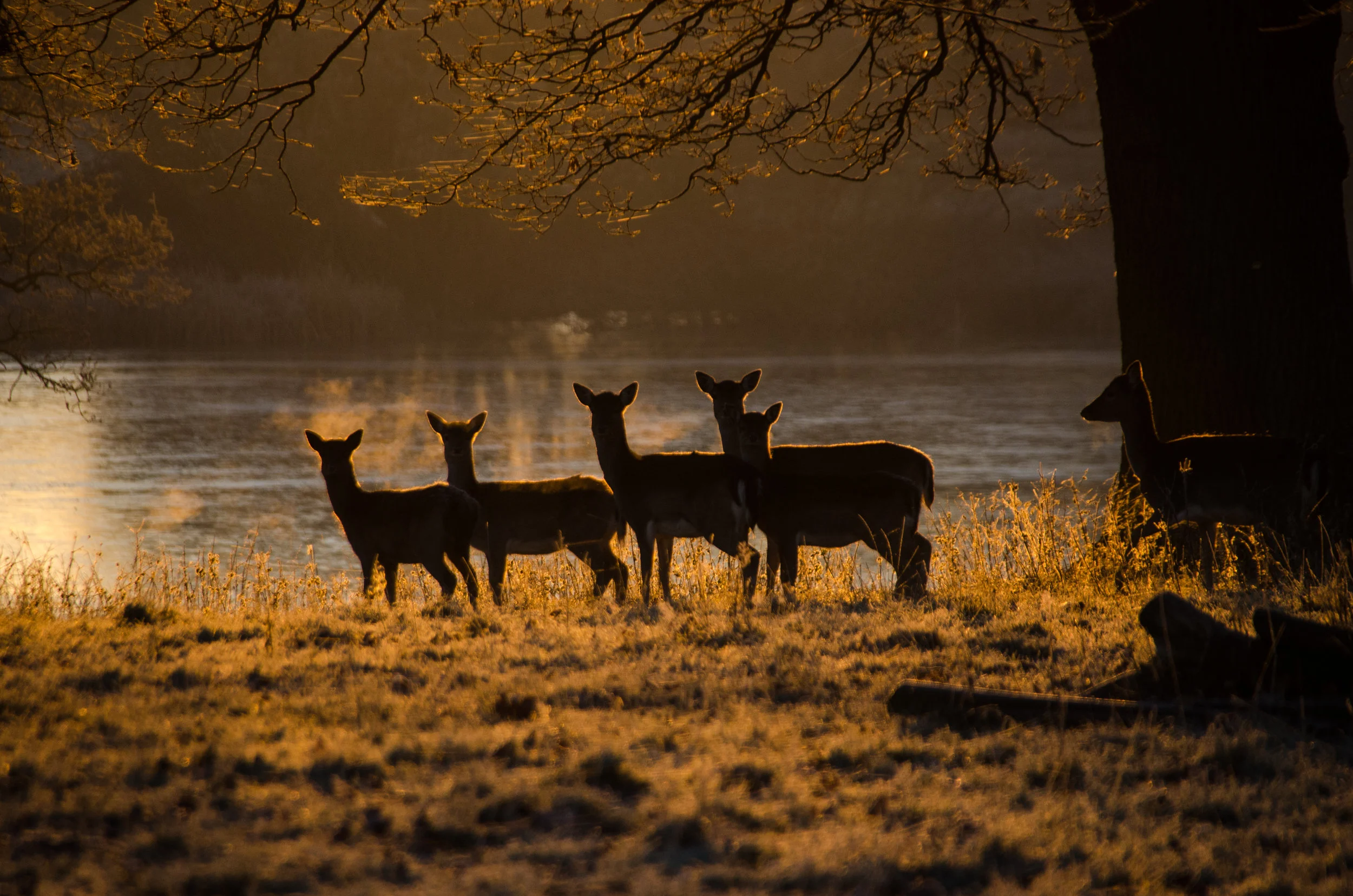 Fallow Deer Dawn over Knepp Lake.jpg