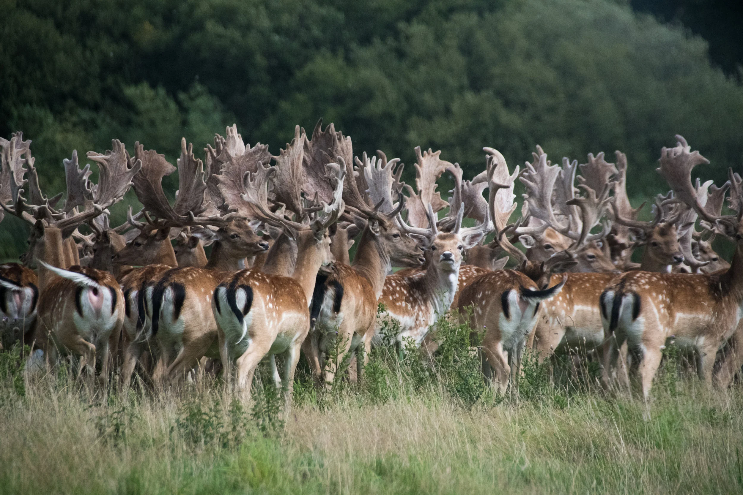 Fallow Deer in Velvet Knepp Estate Middle Block.jpg