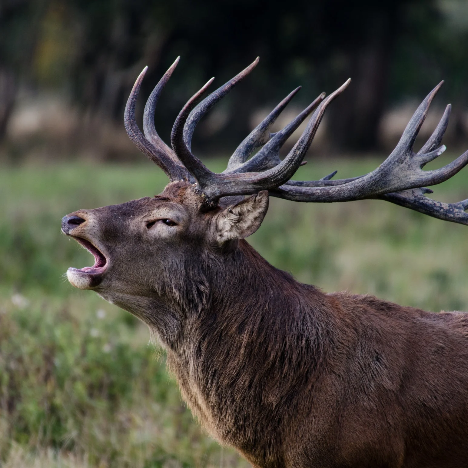 Red Deer Stag in the Rut Middle block Knepp Wildland.jpg