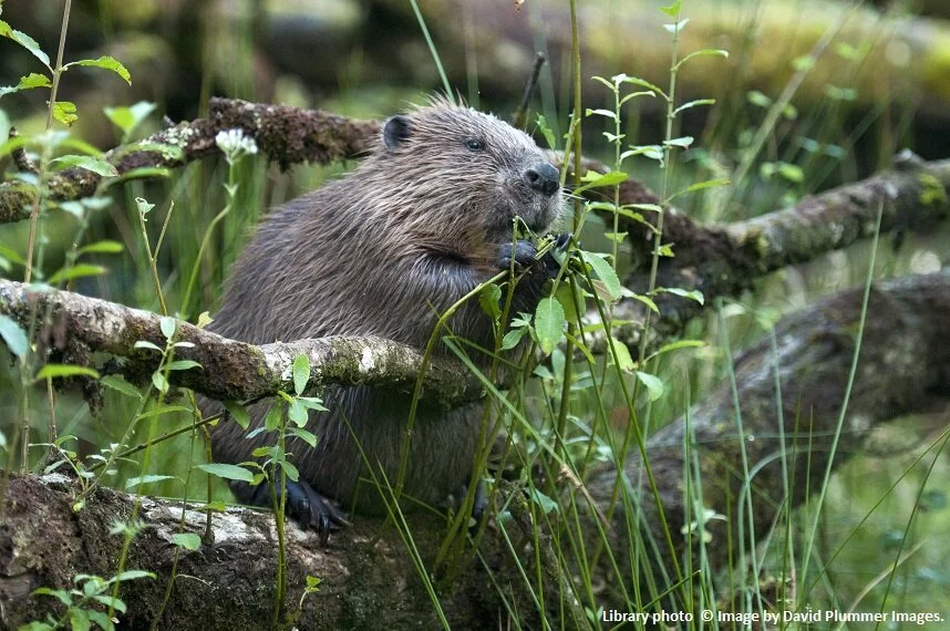 A feeding beaver at the Devon beaver project © Image by David Plummer Images.