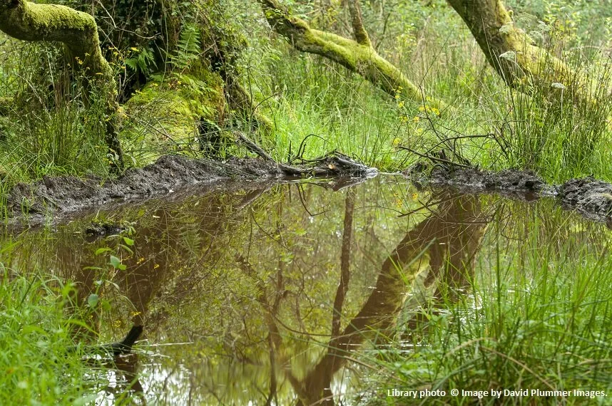 The habitat created by beavers supports an abundance of biodiversity. © Image by David Plummer Images.