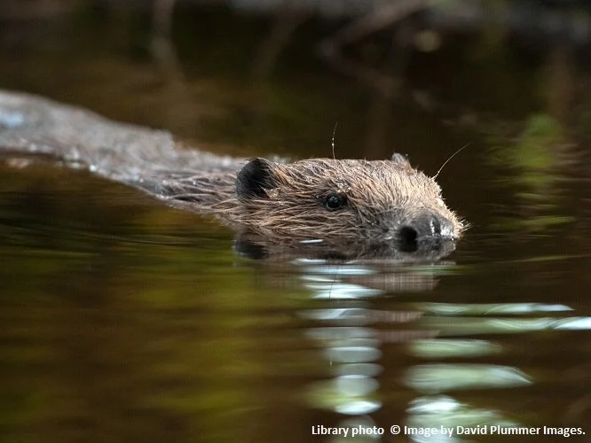 © Image by David Plummer Images.