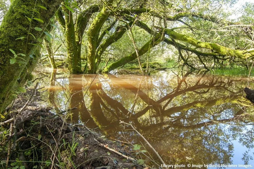 Beaver created habitat helps mitigate flooding and traps eroded soil during floods © Image by David Plummer Images.