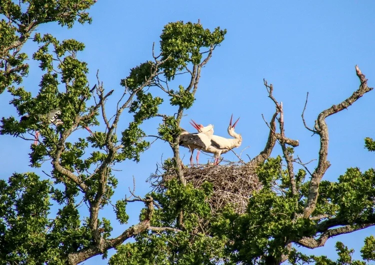 Stork+nest+2.jpg?format=750w