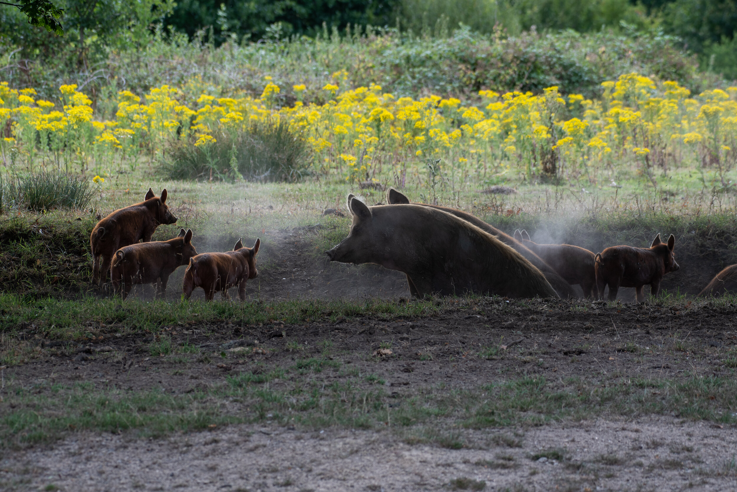 Tamworths and Ragwort Knepp dust.jpg