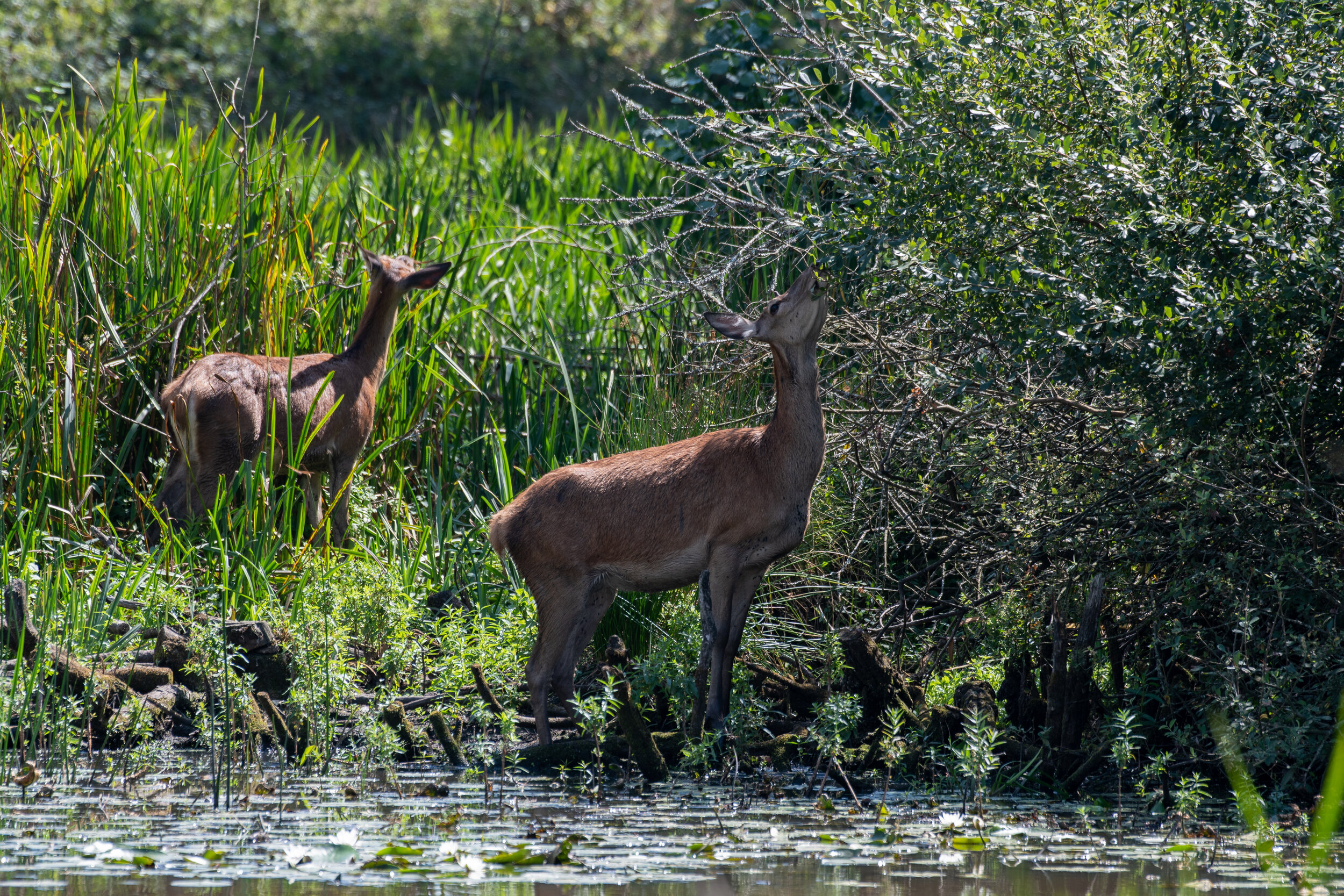 Red Deer browsing Knepp Lake.jpg