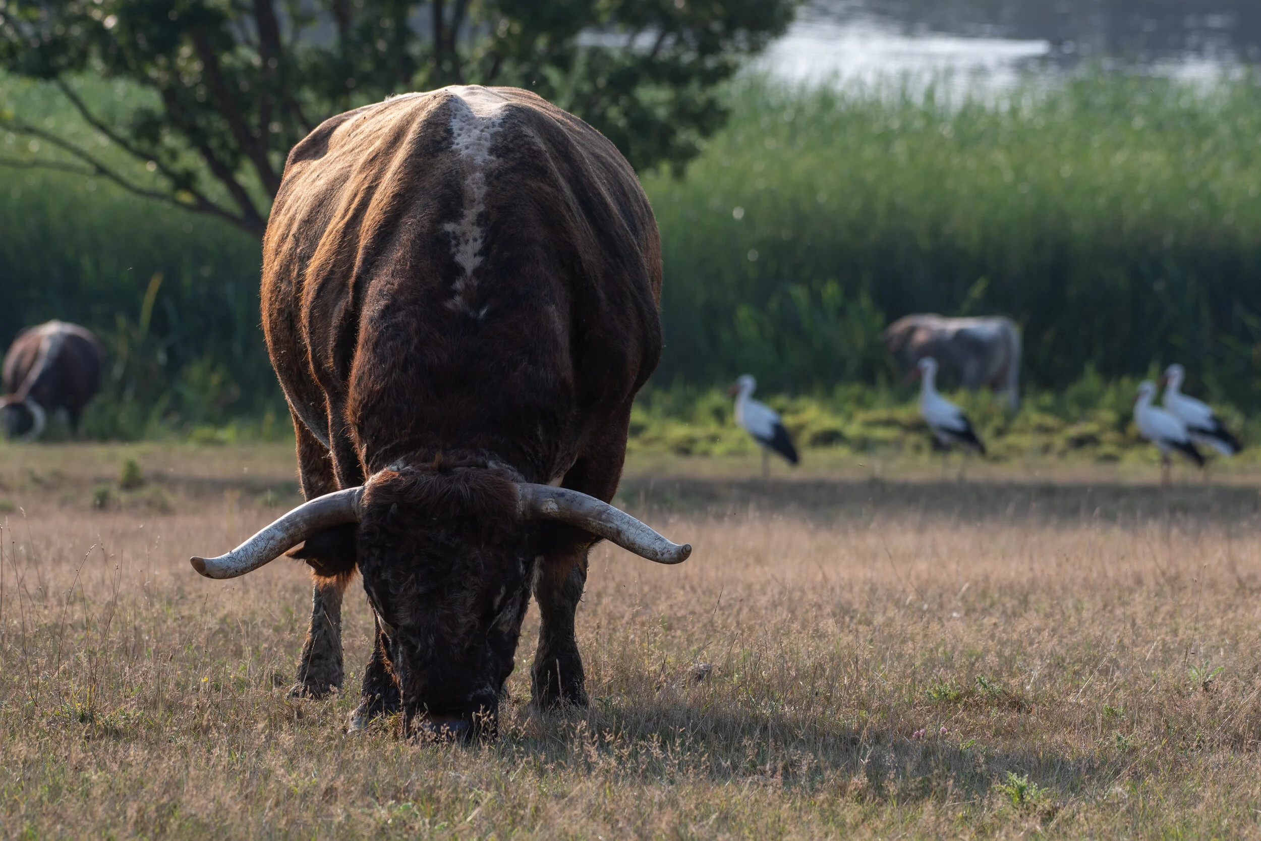 Bull and stork.jpg