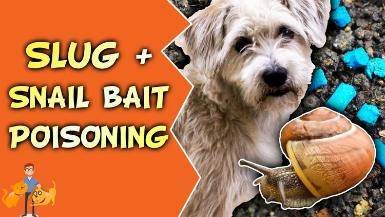 Slug And Snail Bait Poisoning Shake Bake Your Dog Our Pet S Health