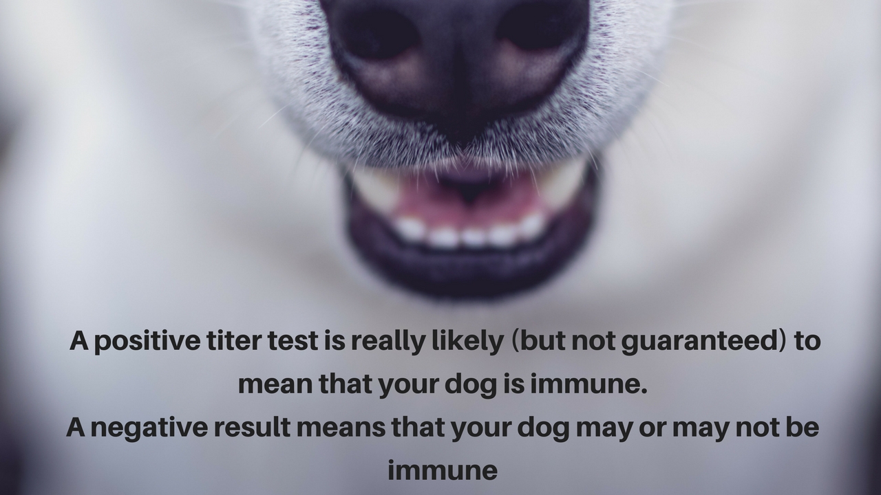 a positive result is really likely to mean that your dog is immune. Although it isn't an absolute guarantee.A negative result means that your dog may or may not be immune.jpg