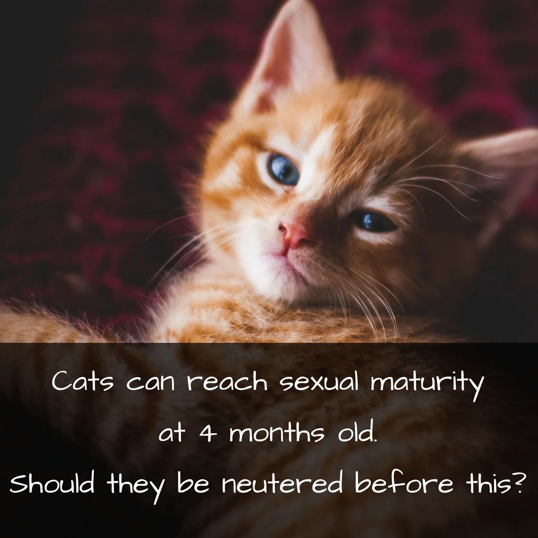 When Should You Neuter a Cat and Why: the risks and benefits — Our Pet